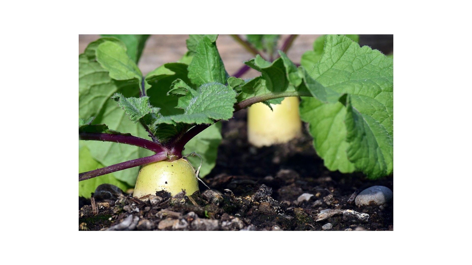 agricoltura-biologica-perche-fa-bene