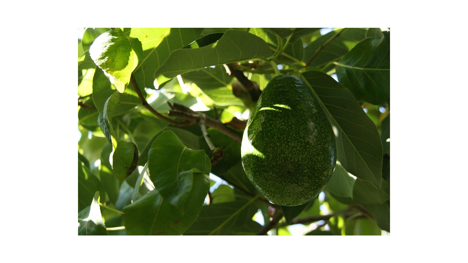 avocado-frutto-o-verdura
