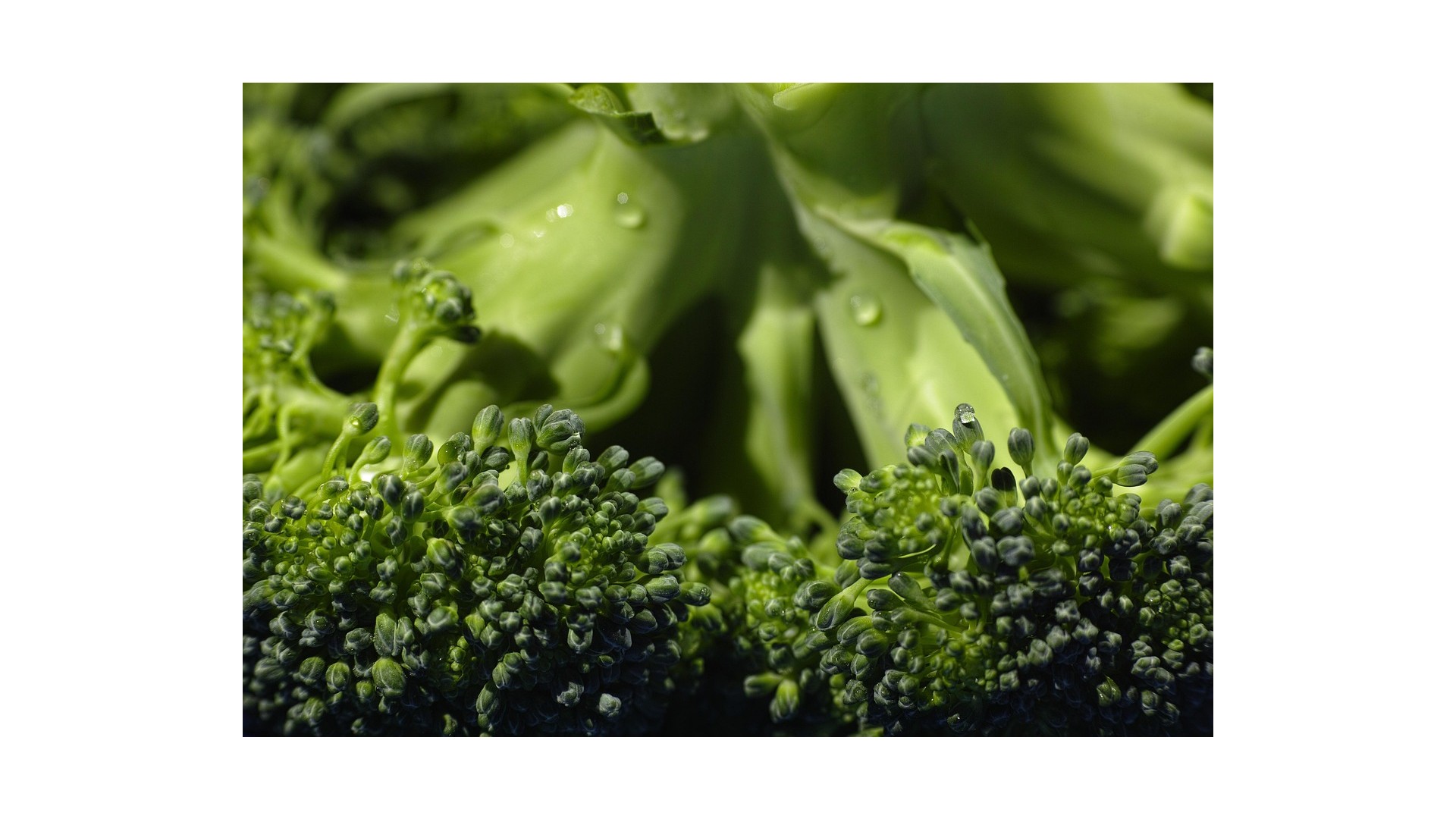 broccoli-superfood
