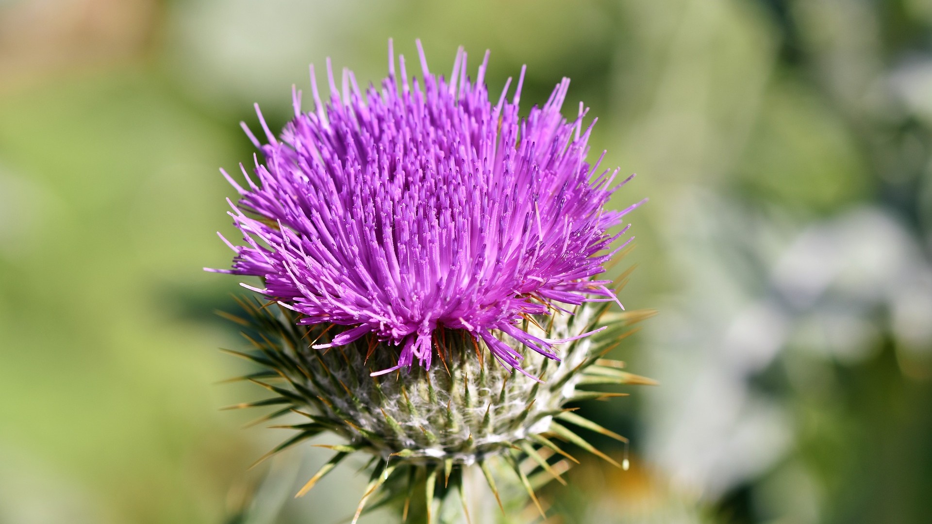 cardo-proprieta-benefici