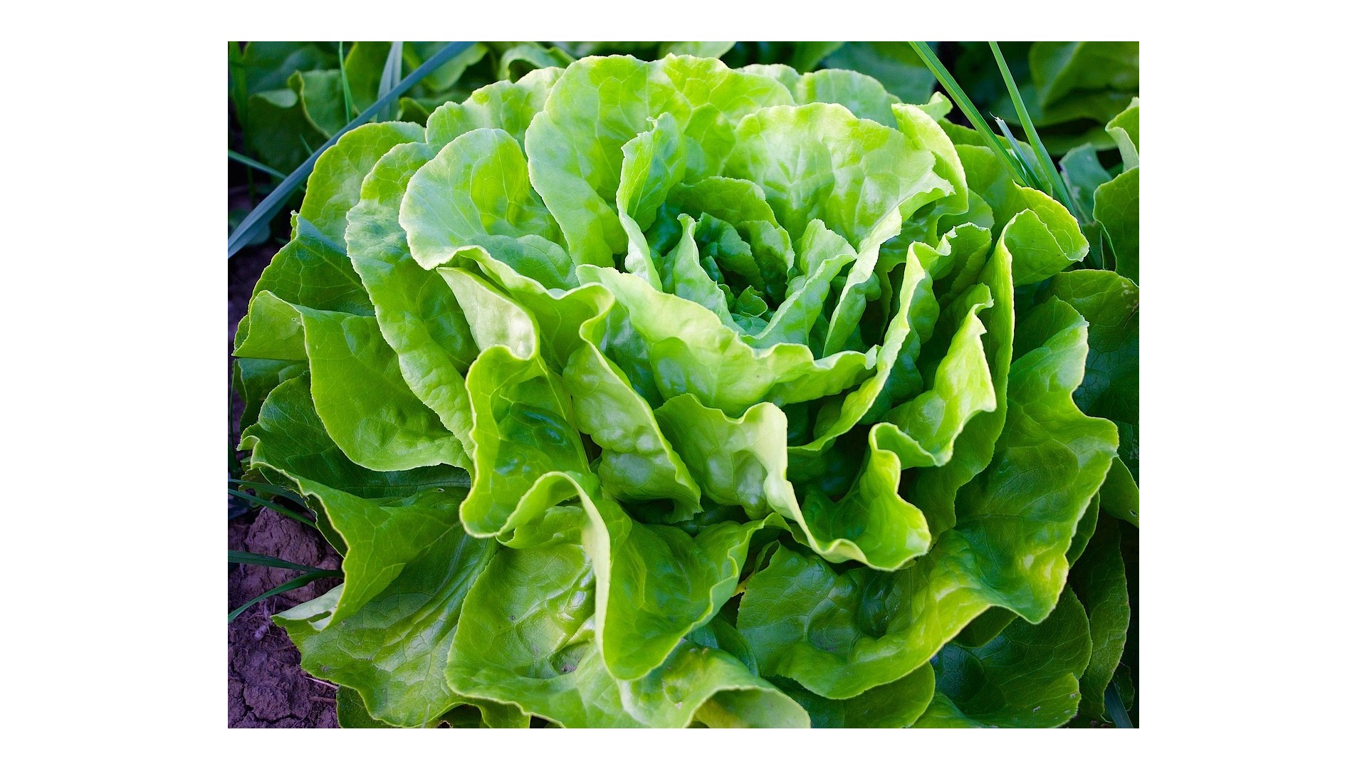 come-lavare-verdure-foglia