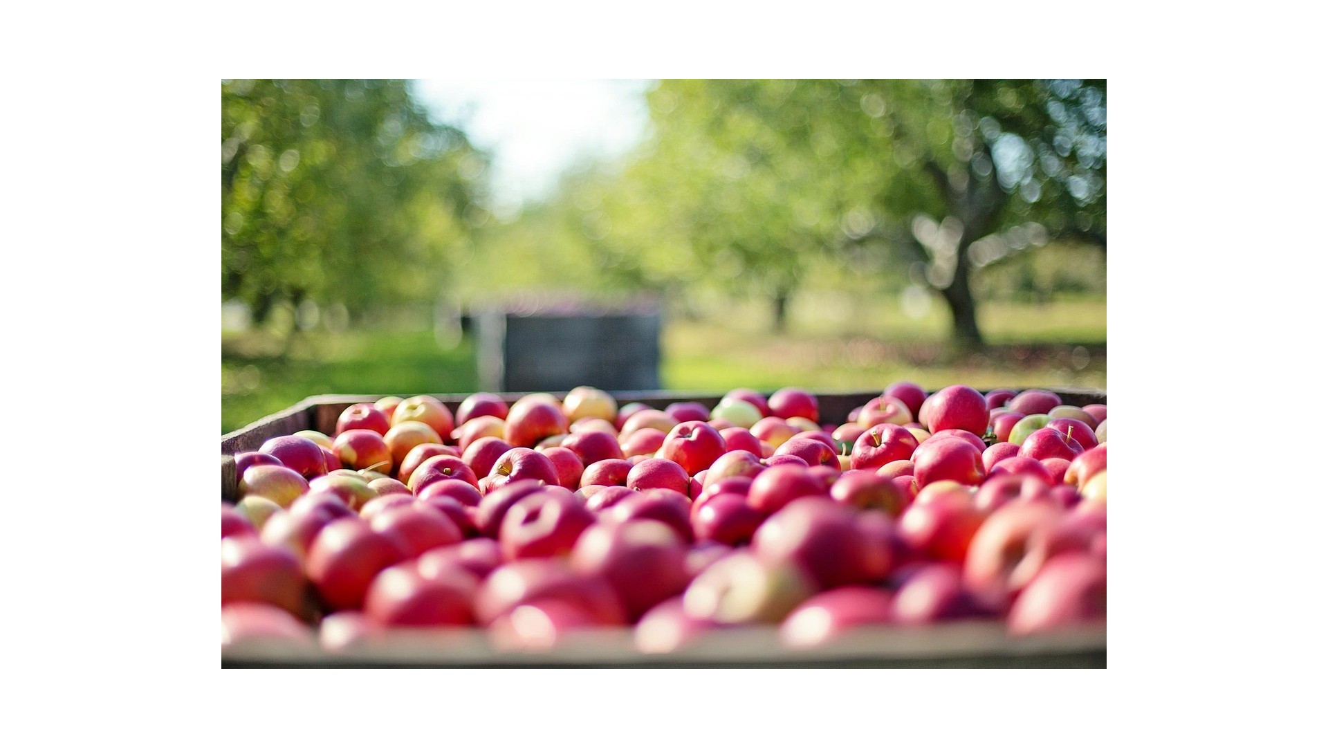 Cosa-sono-frutti-climaterici-significato