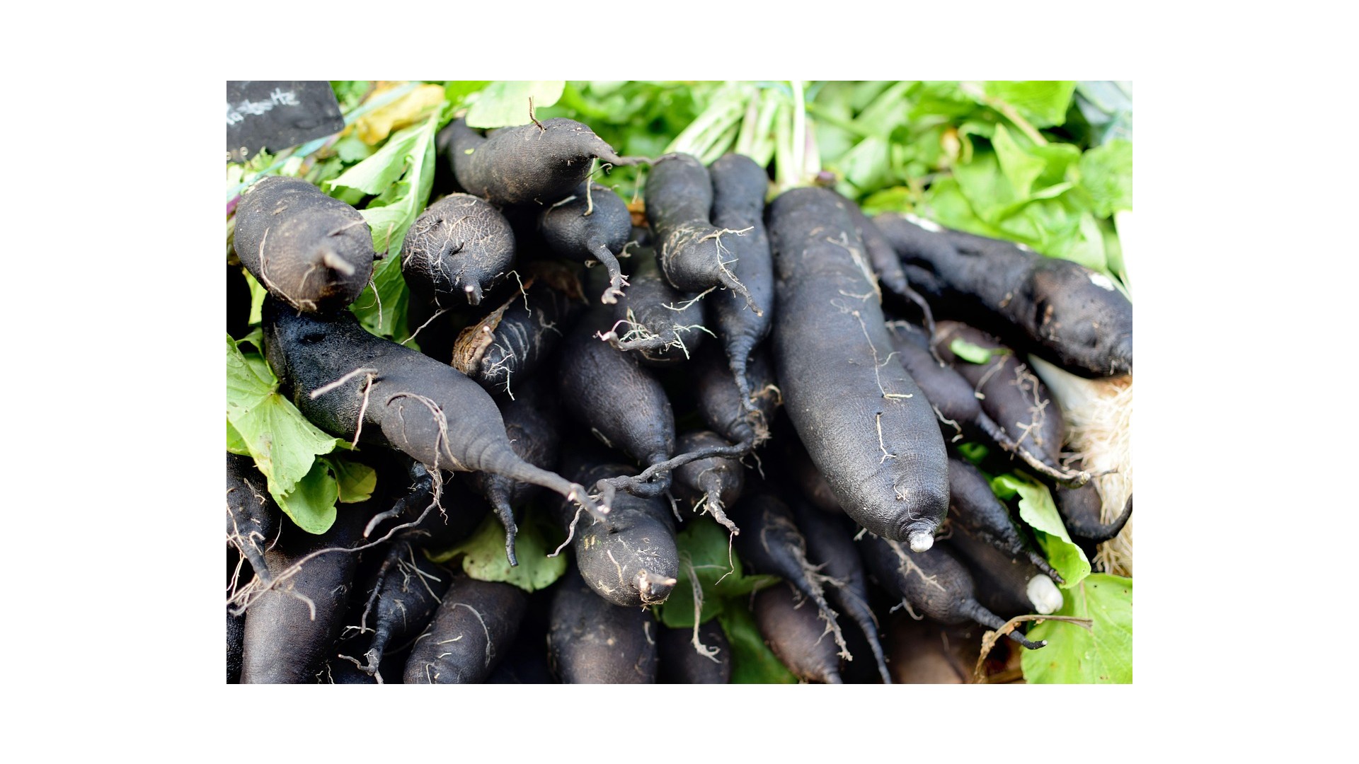 cosa-e-scorzonera-benefici-proprieta