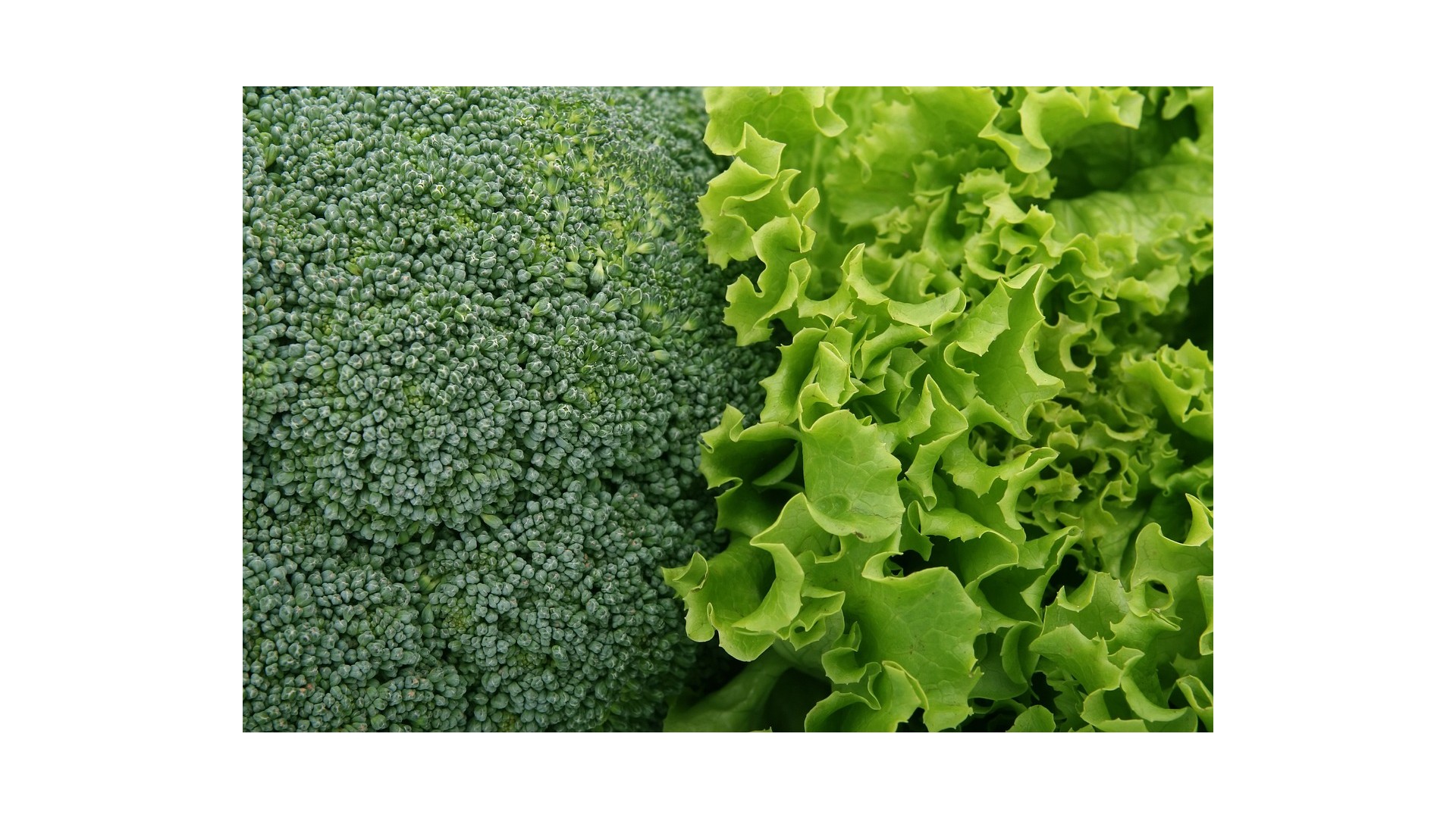 differenza-verdure-ortaggi
