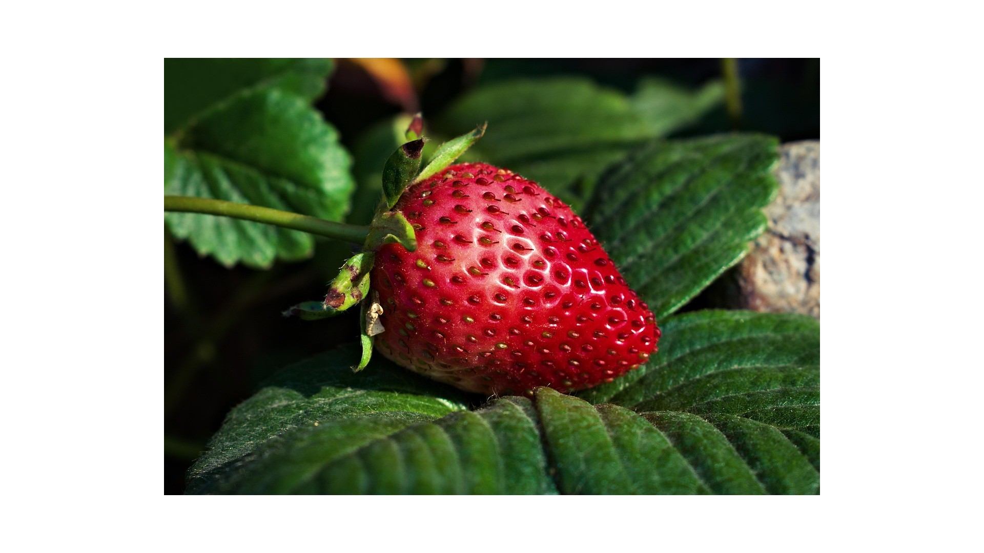 fragola-frutto-risposta