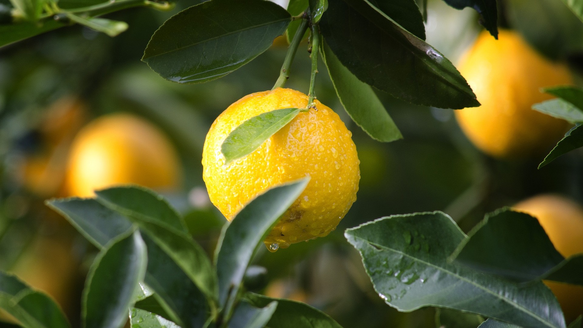 frutta-stagione-luglio