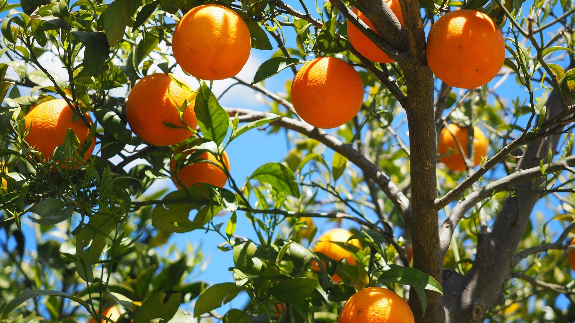 frutta-verdura-stagione-marzo