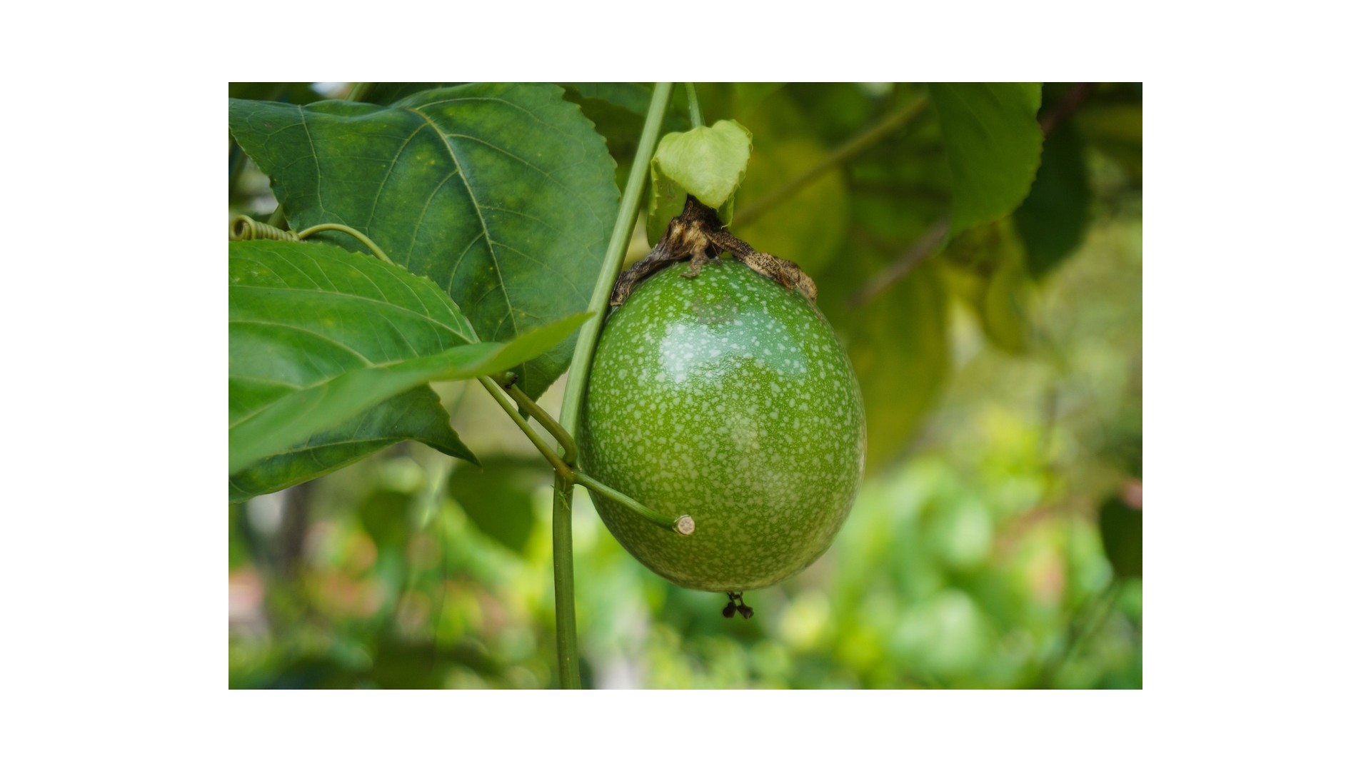 frutto-della-passione-perche-si-chiama-cosi