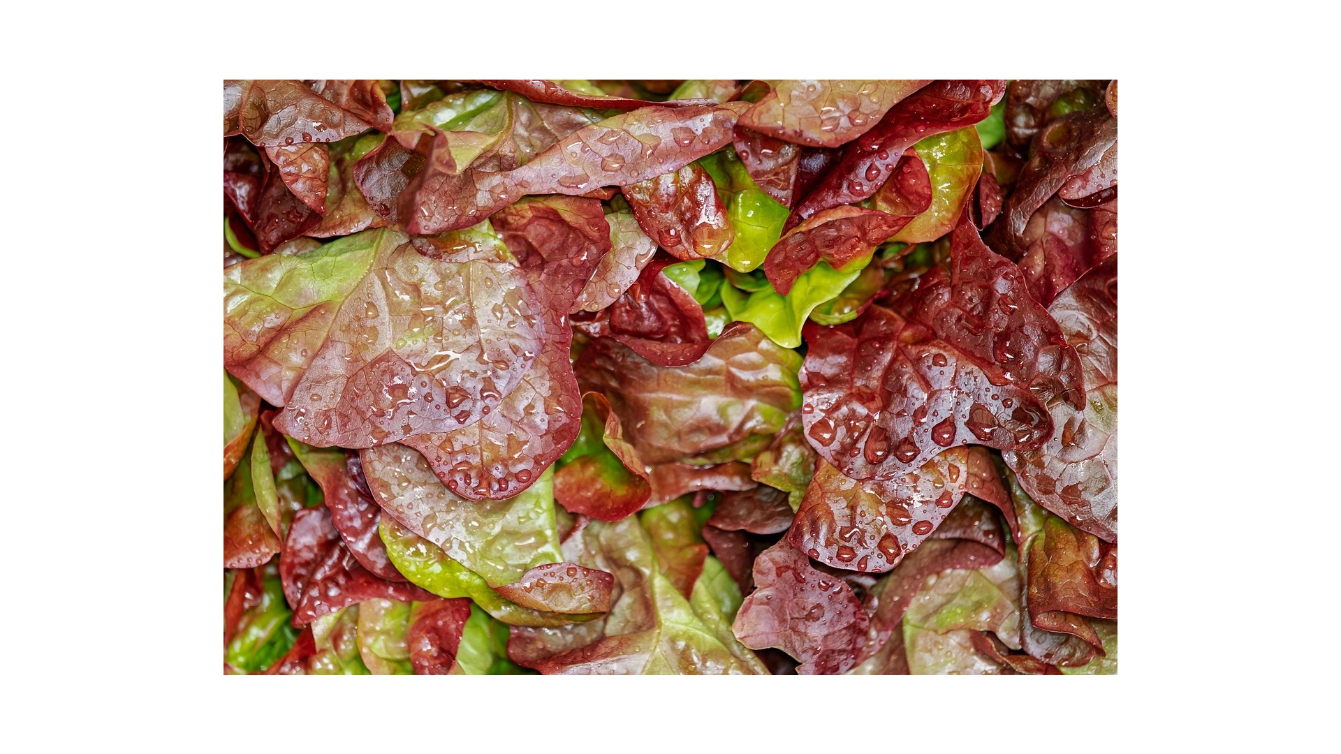 insalata-di-legumi