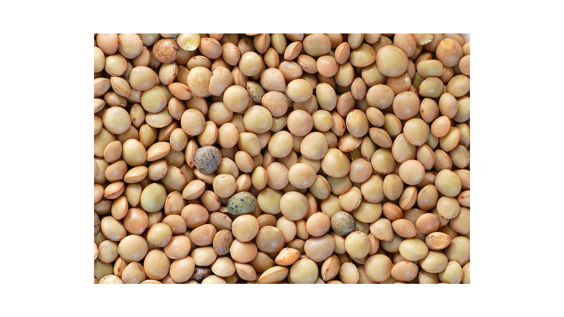 Lenticchie-proprieta-benefici-valori-nutrizionali