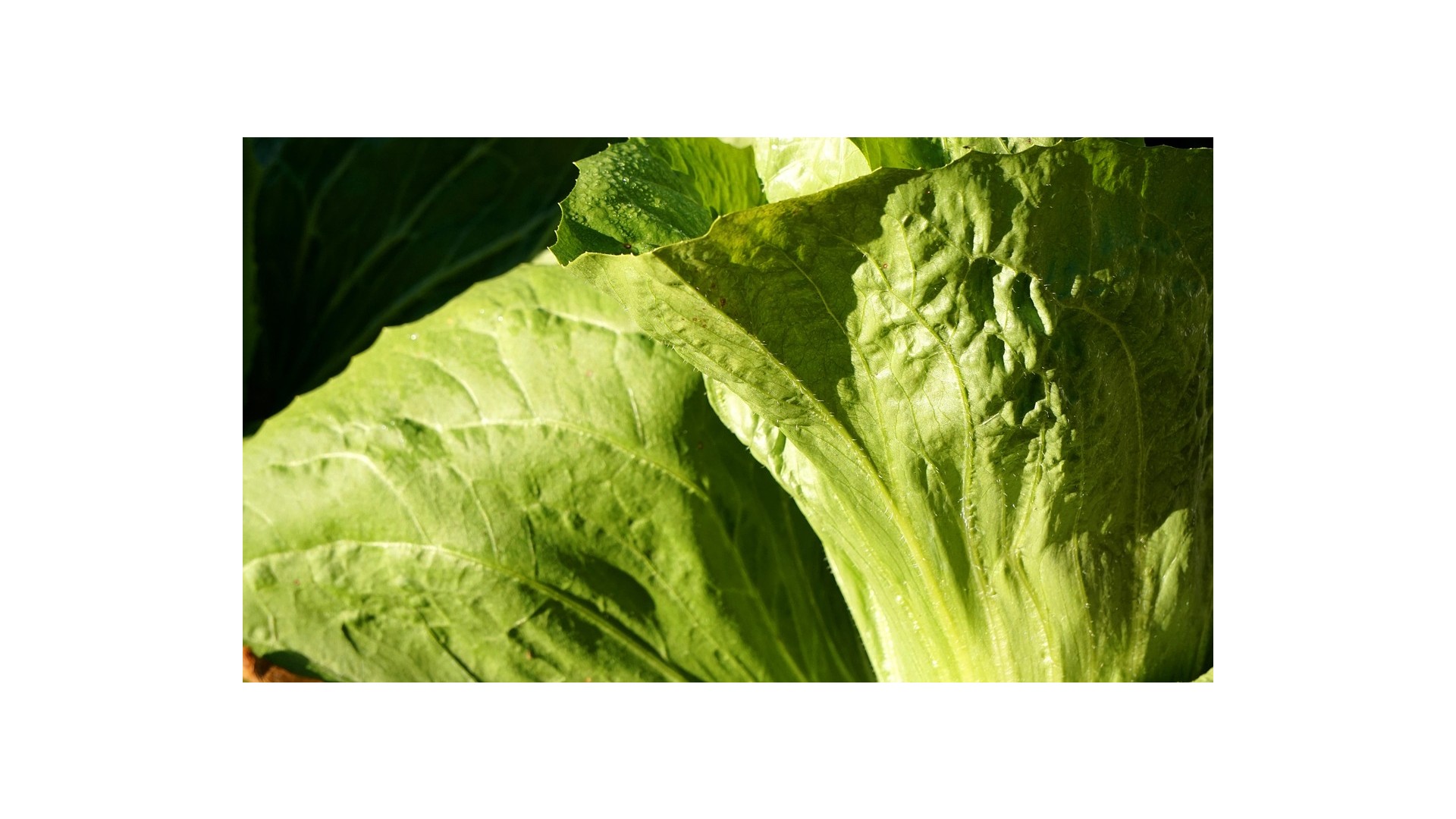 pan-di-zucchero-benefici-proprieta