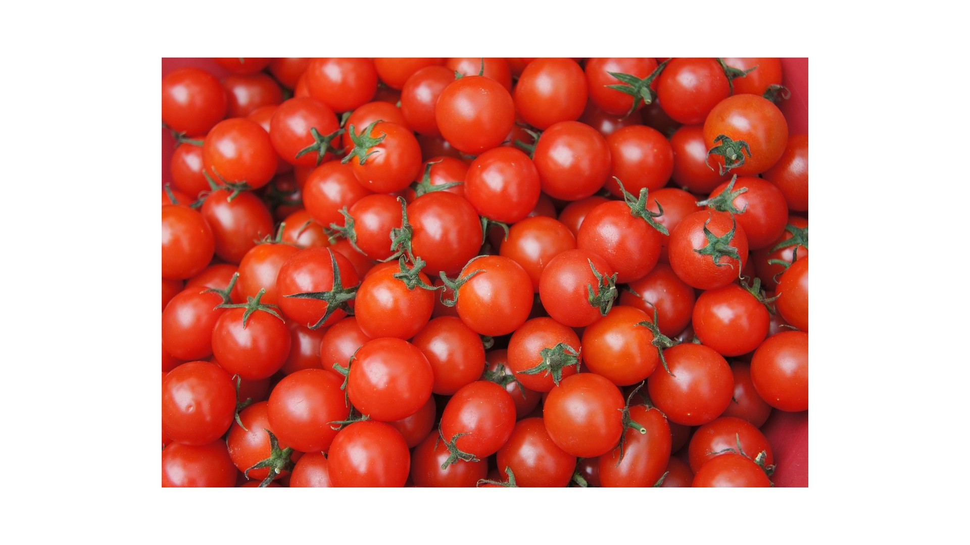 pomodori-ciliegino