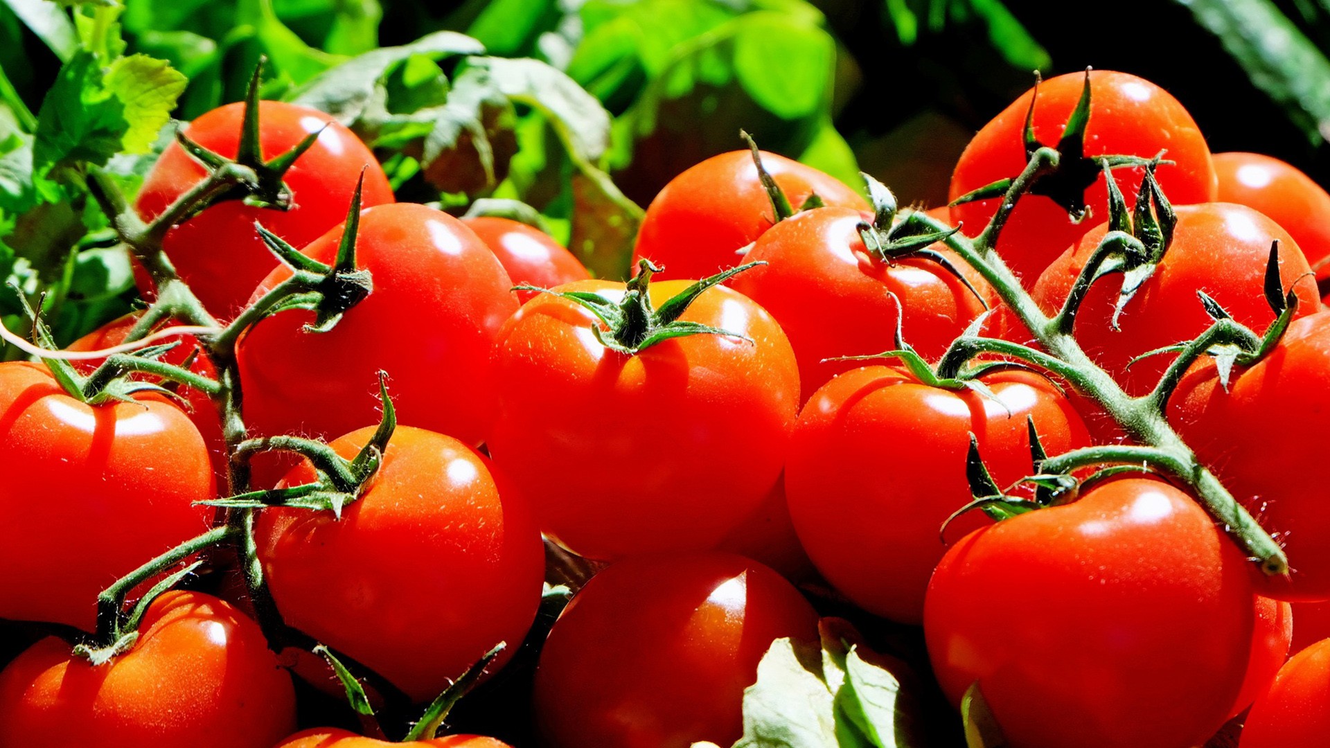 pomodori-proprieta-benefici-vantaggi
