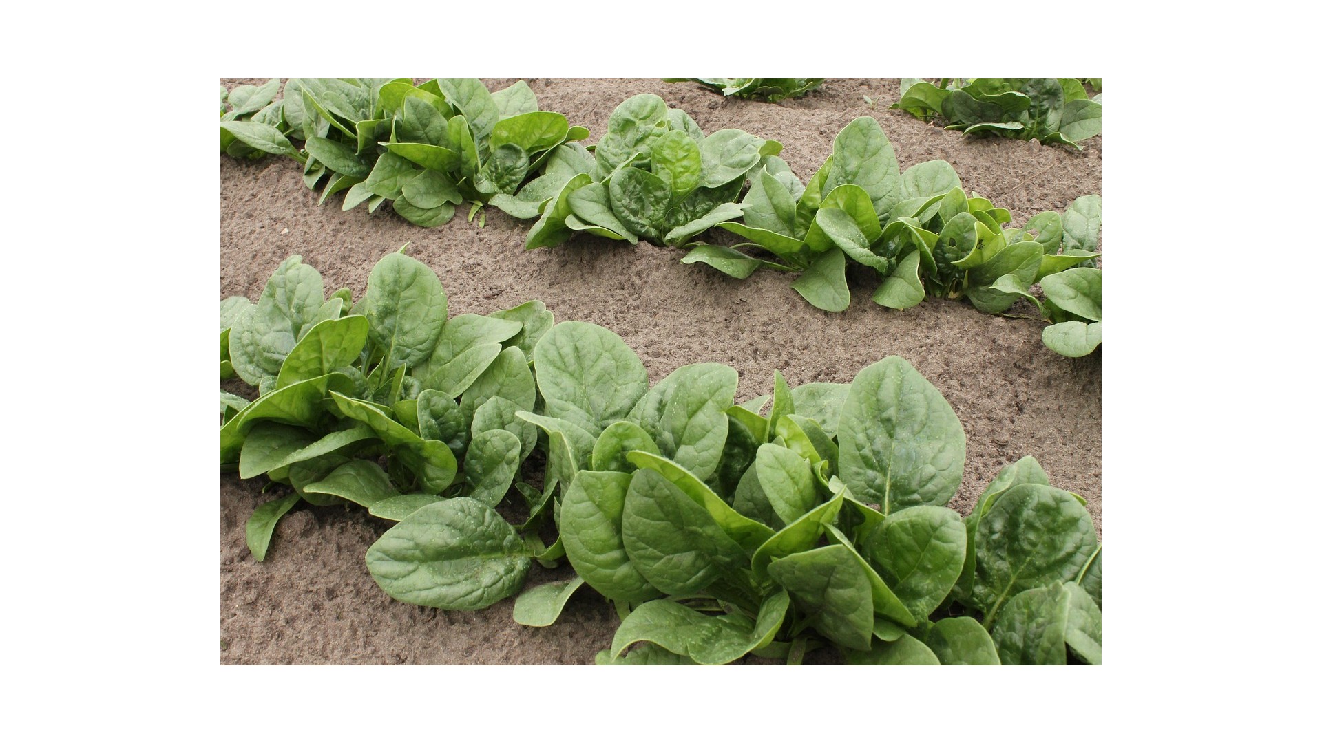 quante-calorie-spinaci