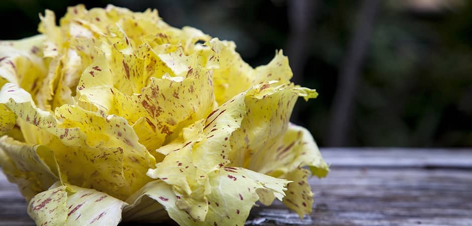 radicchio-variegato-di-castelfranco