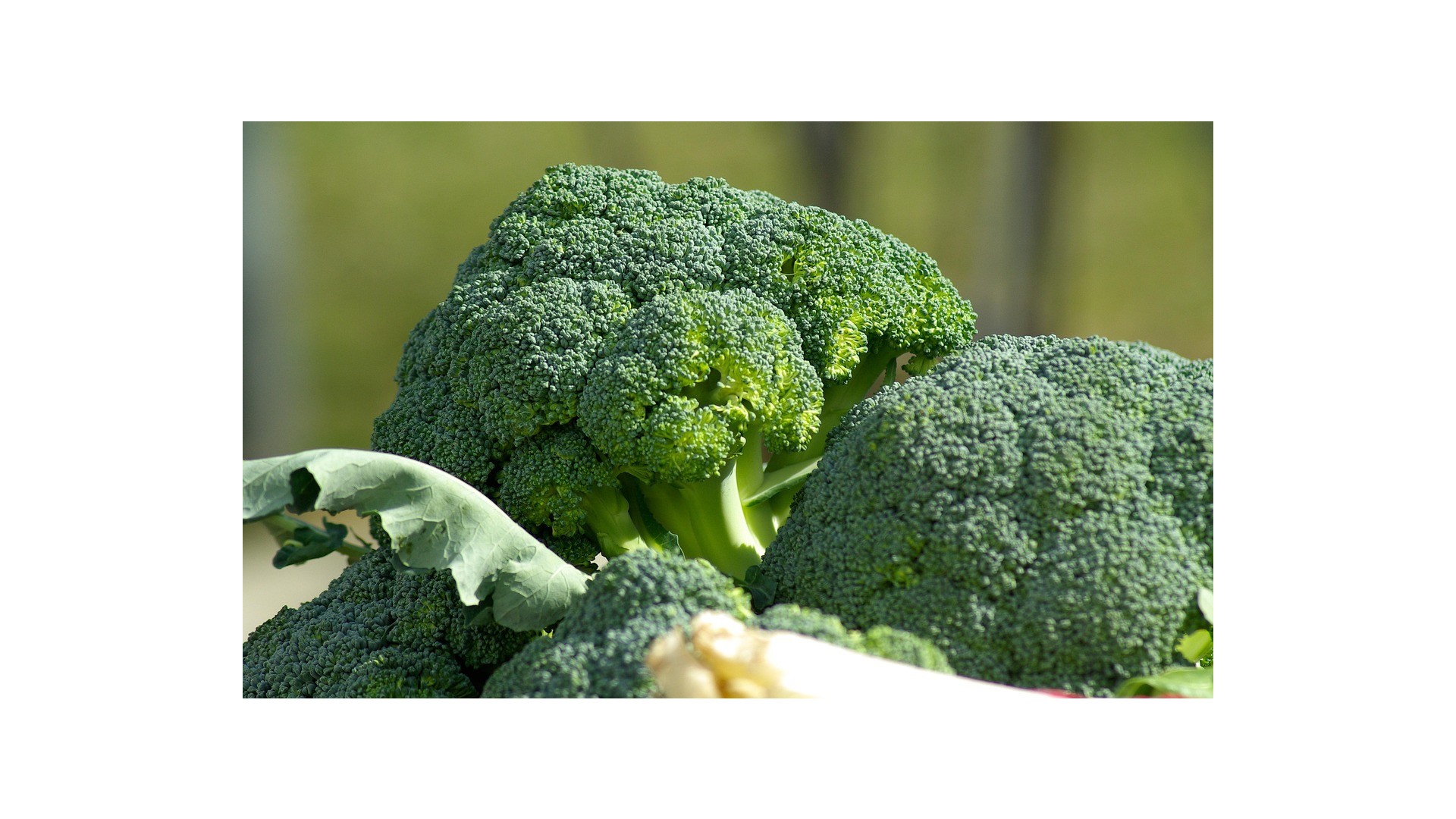 ricette-con-broccoli-1