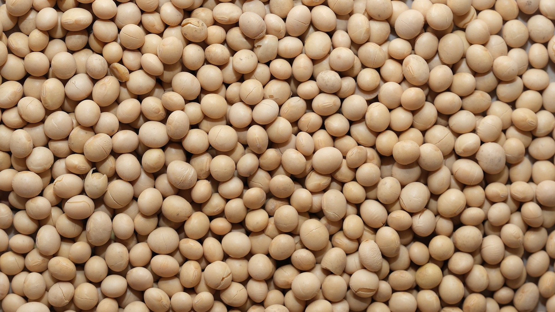 soy-bean-gfb401ee9b_1920