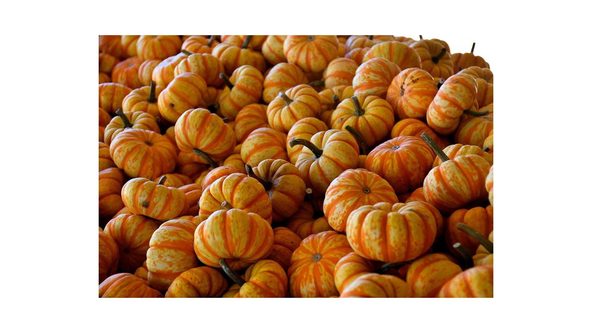 Zucca-proprieta-benefici-valori-nutrizionali